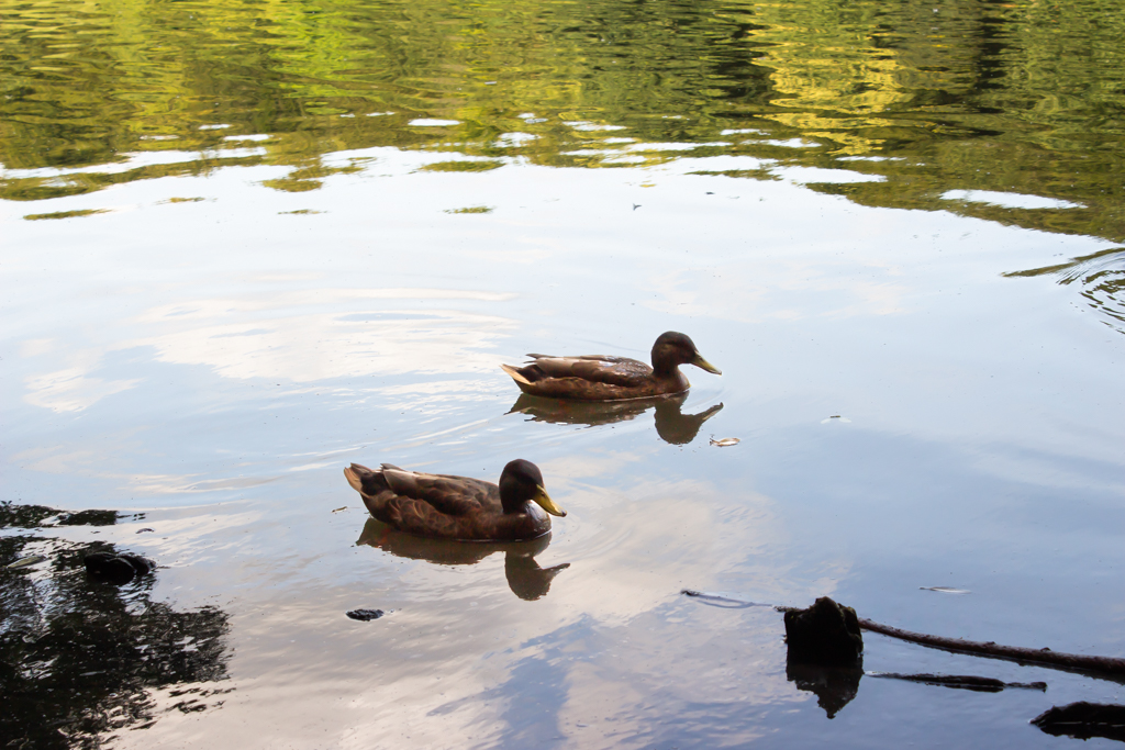 Ducks