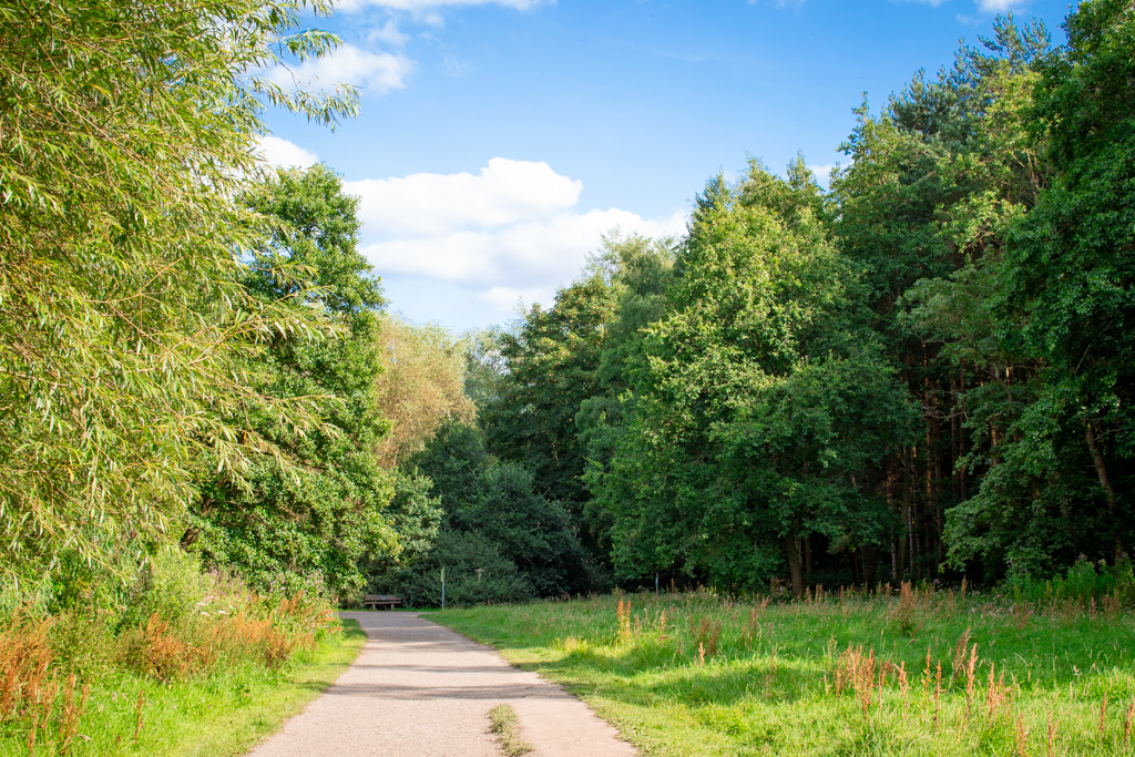 Forest Walk