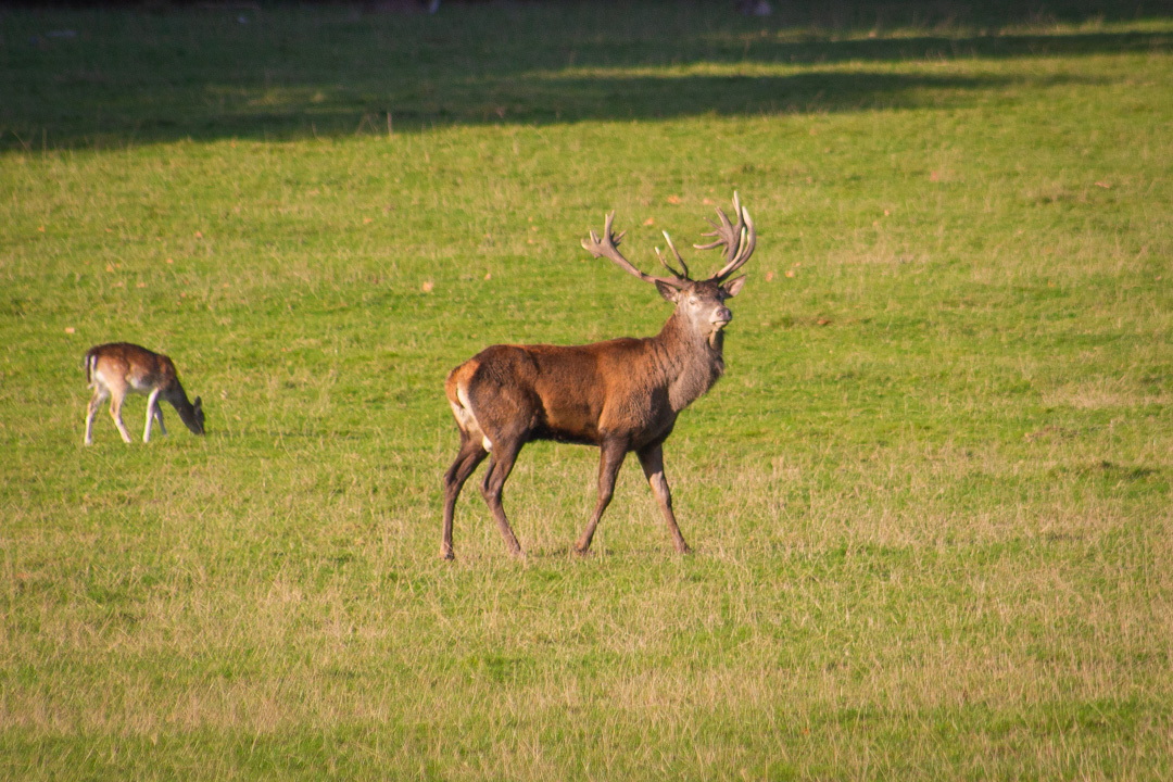 Stag, Harewood Estate