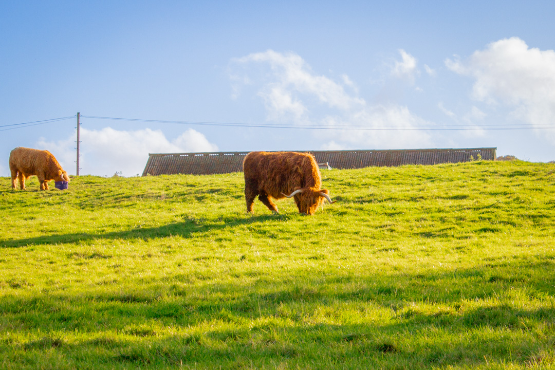 Cow, Harewood Estate