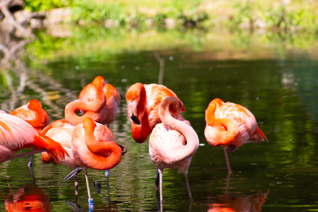 Flamingos, Heidelberg Zoo