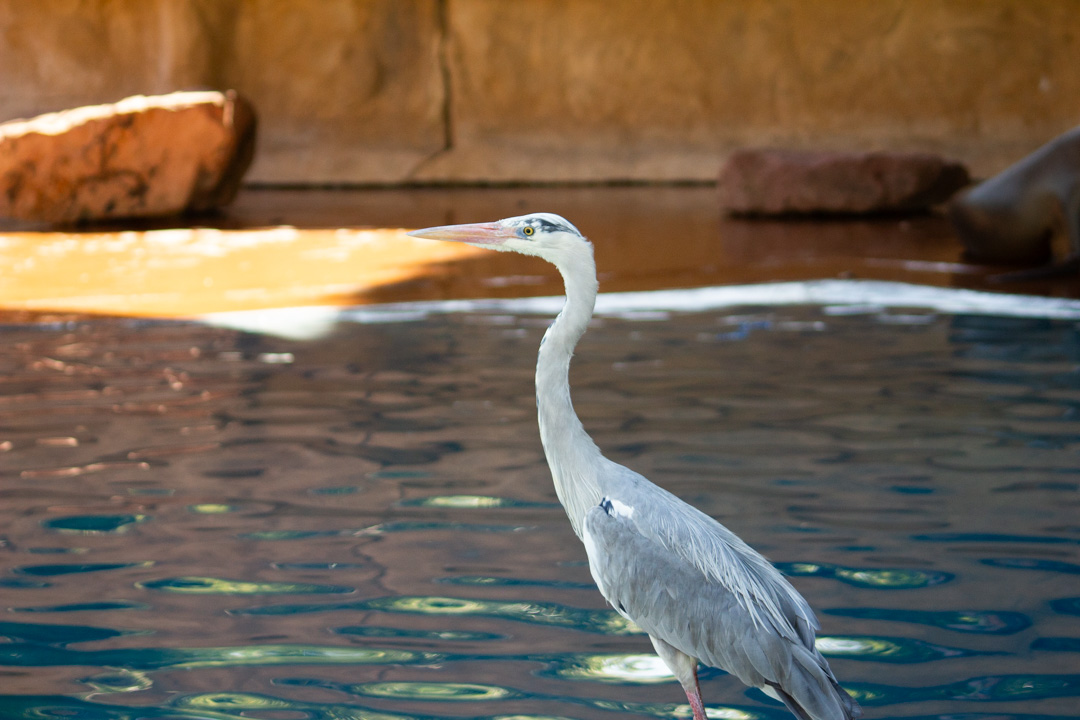 Hungry Heron, Heidelberg Zoo