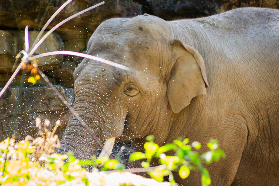 Elephant having a splash, Heidelberg Zoo