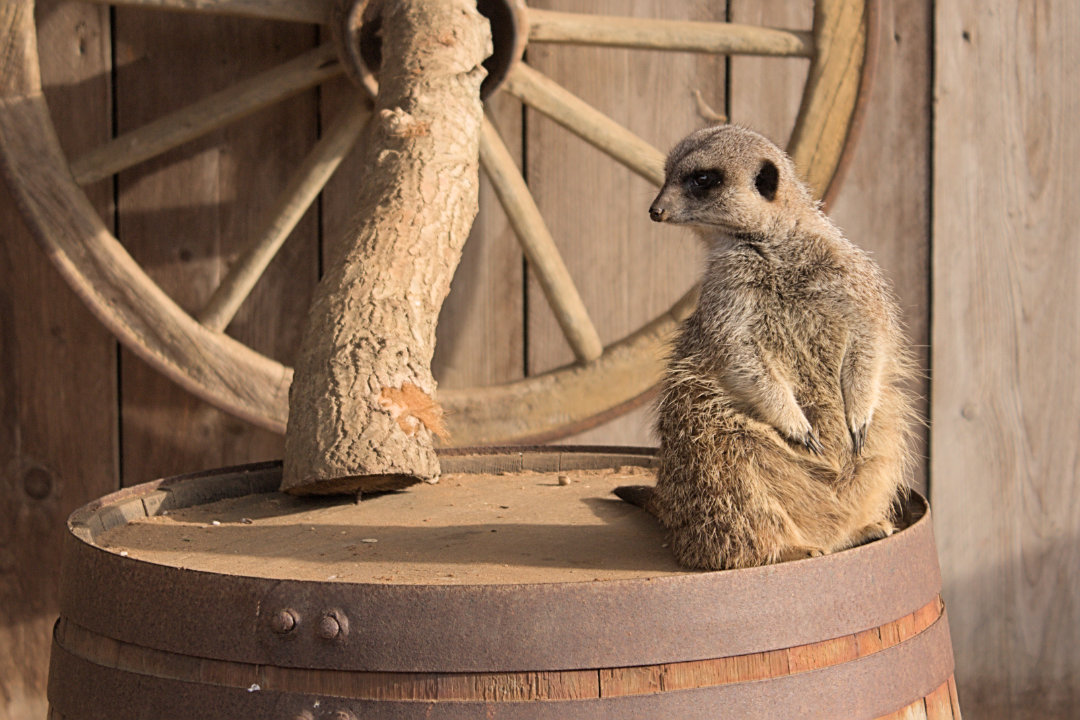 Meerkat, Tattershall Farm Park