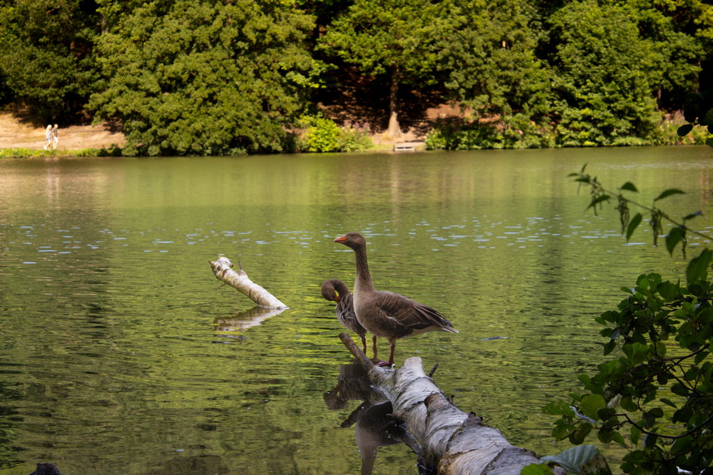 Geese
