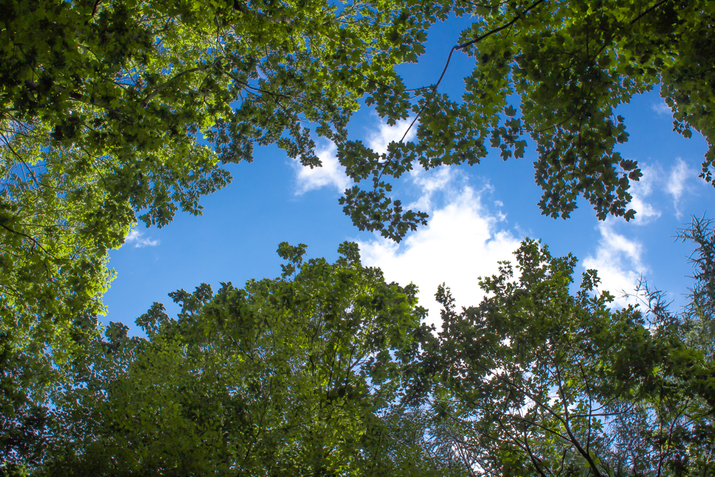 Looking up through the trees