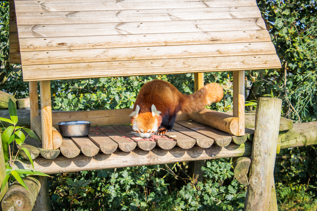 Red Panda, Doncaster Wildlife Park