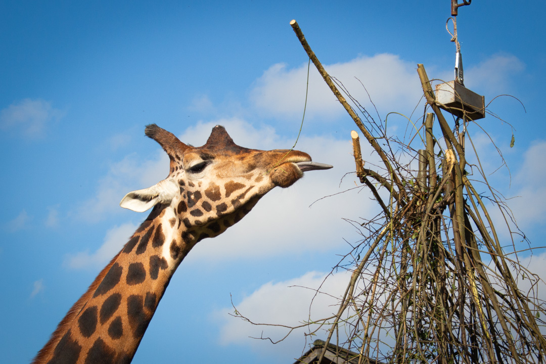 Giraffe, Doncaster Wildlife Park