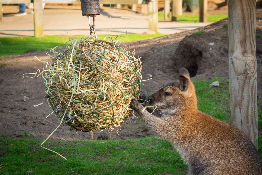 Wallaby, Doncaster Wildlife Park