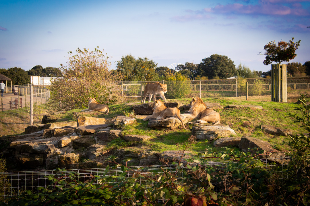 Lions, Doncaster Wildlife Park