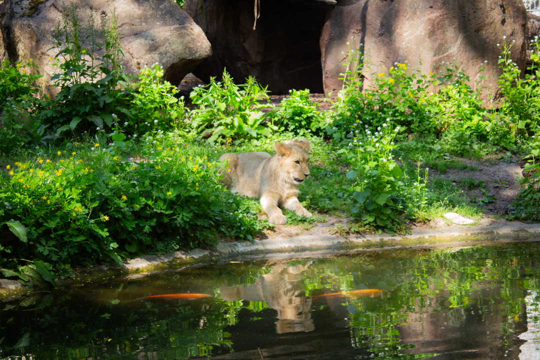 Lion Cub, Heidelberg Zoo