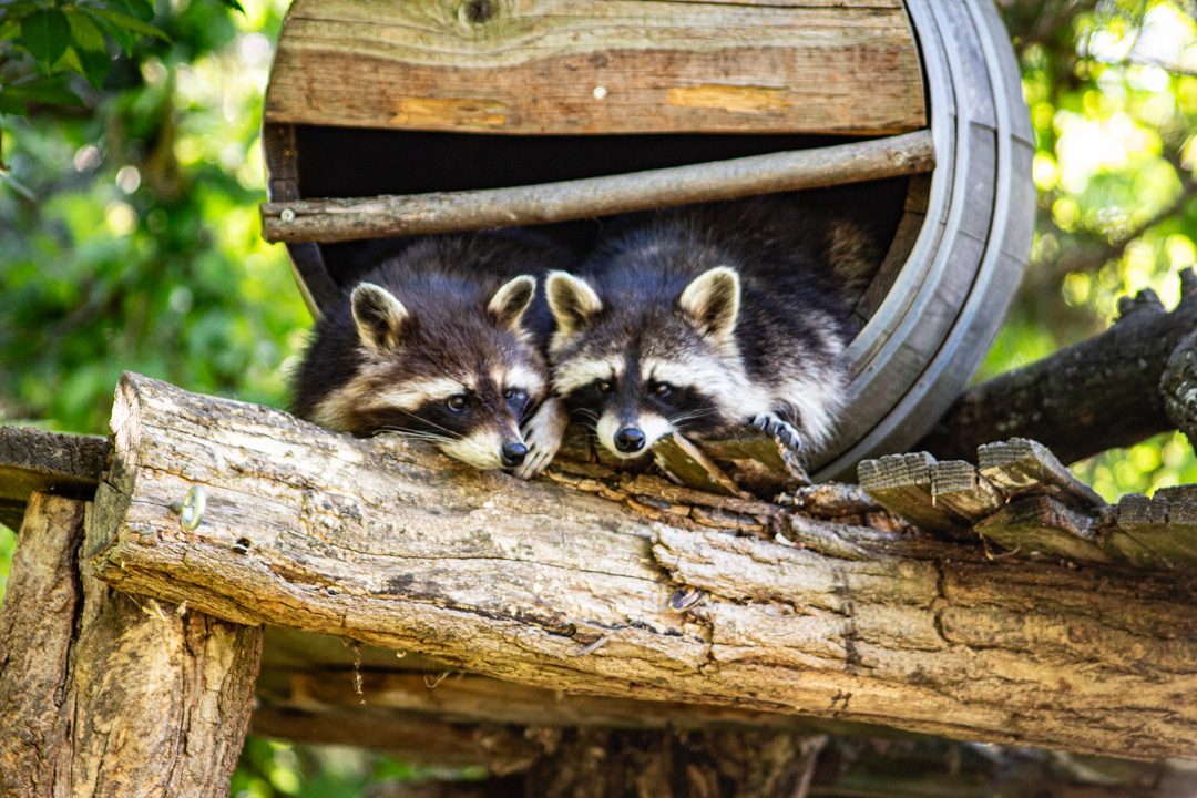 Cuddling Racoons, Heidelberg Zoo