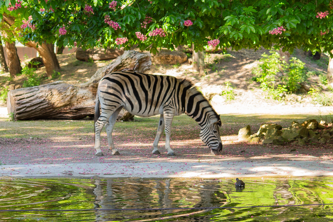 Zebra, Heidelberg Zoo